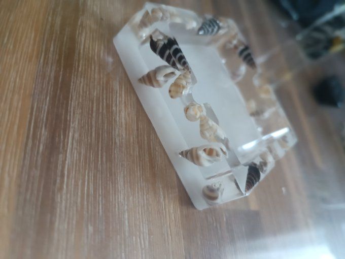 Cendrier coquillage