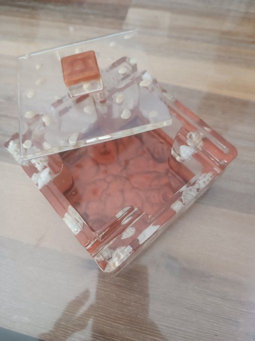 Cendrier coquillages